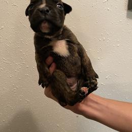 Ara - Brindle female Boxer puppy in Custer, South Dakota from Tracy's Boxers