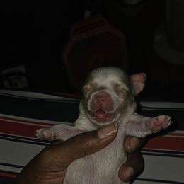 Orian - Parti male Yorkshire Terrier puppy in Atlanta, Georgia from Royal Beauties Yorkies of Atlanta