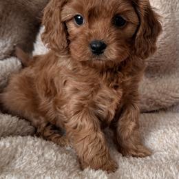 Velvet - Red female Cavapoo puppy in Beckley, West Virginia from By Design Doodles