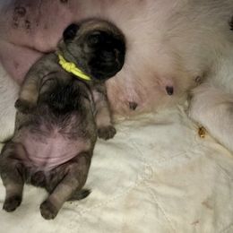 Pug Puppies from Dixie Pugs of Tn
