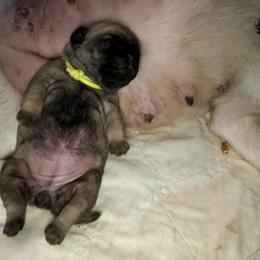 Pug Puppies from Dixie Pugs of Tn