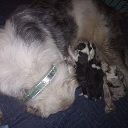 Australian Shepherd and Great Dane Puppies from AEW Farm