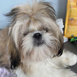 Gordo - Shih Tzu