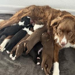Border Collie Puppies from Corona Ranch Collies