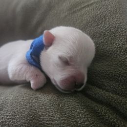 Blue - White male West Highland White Terrier puppy in Mayo, Florida from Carrot Tails LLC