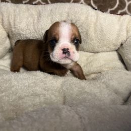 Boy 3 - Red and white Bulldog puppy in Fort Wayne, Indiana from Big Time Bulldogs