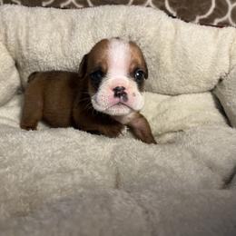 Boy 3 - Red and white Bulldog puppy in Fort Wayne, Indiana from Big Time Bulldogs