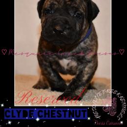 Perro de Presa Canario Puppies from Mesquite Creek Kennels