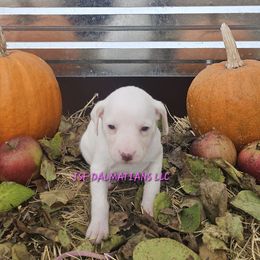 Lua pink orange girl - White and orange female Dalmatian puppy in Conrath, Wisconsin from JSF Dalmatians LLC