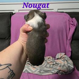 Nougat - Blue female Boston Terrier puppy in Columbus, Ohio from Bryn's AKC Bostons