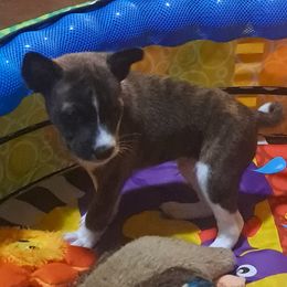 Sky Blue Collar Boy 3 - Brindle and white male Basenji puppy in Tuttle, Oklahoma from Steadfast Farm (SFF)