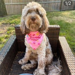 Maisy - Goldendoodle