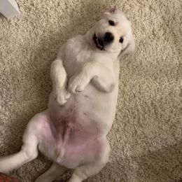 Labrador Retriever Puppies from Texas Finest English Labradors