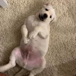 Labrador Retriever Puppies from Texas Finest English Labradors