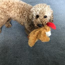 Goldendoodle All Grown Up from Blushing Doodles