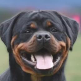 Nitra - Rottweiler