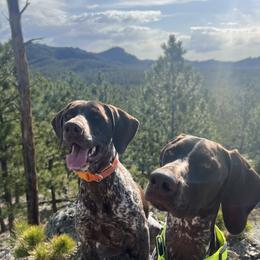 Arrow - German Shorthaired Pointer