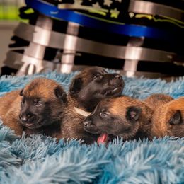 Belgian Malinois Puppies from Blue Shield Malinois