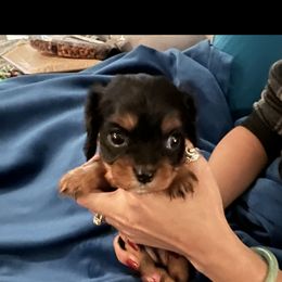 Cavalier King Charles Spaniel and Cavapoo Puppies from Texas Cavalier King Charles Spaniels Manard Enterprises