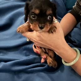 Cavalier King Charles Spaniel and Cavapoo Puppies from Texas Cavalier King Charles Spaniels Manard Enterprises