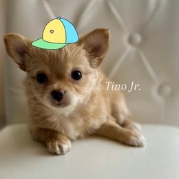 Tino Jr: - Fawn and white male Chihuahua puppy in Burleson, Texas from Luxe Paradise House of Chi