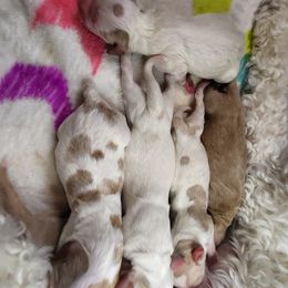 Labradoodle Puppies from Tyson's Farm Doodles