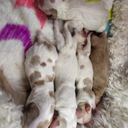 Labradoodle Puppies from Tyson's Farm Doodles