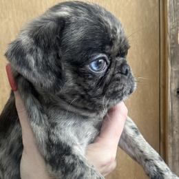 Pugs from Raini's Pugs
