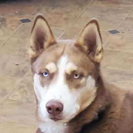 Thor - Siberian Husky