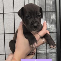 Jo - Black female Great Dane puppy in Longview, Texas from Lazy A Danes