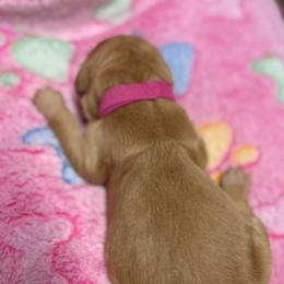 Pink Collar - Golden female Golden Retriever puppy in Monroe, Tennessee from Golden Girls Furever Friends