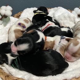 Cavalier King Charles Spaniel Puppies from Roy-alty Cavaliers