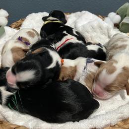 Cavalier King Charles Spaniel Puppies from Roy-alty Cavaliers