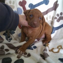 Ranger - Rd whtn brn nose male Rhodesian Ridgeback puppy in Carney, Oklahoma from River Run Parson Russell terriers & River Run Ridgebacks