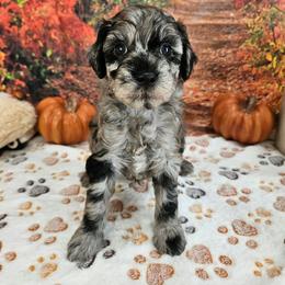 Seth - Blue merle male Aussiedoodle puppy in Lebanon, Missouri from Perkins Pups