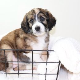 Audrey - Black tri-color Aussiedoodle puppy in Decatur, Illinois from Signature Doodles
