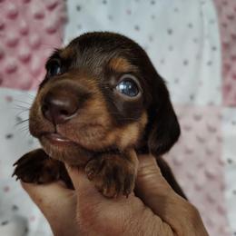Girl 2 - Chocolate and tan female Dachshund puppy in Clayton, Indiana from Love Struck Miniature Dachshunds