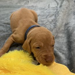 Blue Boy - Red golden male Vizsla puppy in Foley, Alabama from Paula's South Bama Vizslas