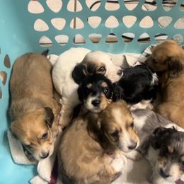 Dachshund Puppies from Monica’s Treasured Dachshunds