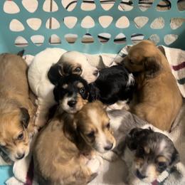 Dachshund Puppies from Monica’s Treasured Dachshunds
