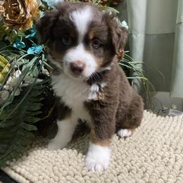 Tiny - Red tri male Miniature Australian Shepherd puppy in Oroville, Washington from High Mountain Aussies