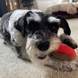 Chip - Miniature Schnauzer