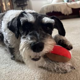 Chip - Miniature Schnauzer