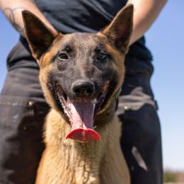 Frank vom NK9 - Fawn male Belgian Malinois puppy in Lincoln, Nebraska from Nebraska K9
