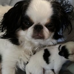 Elizabeth - Japanese Chin