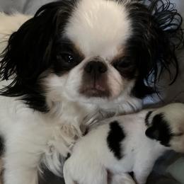 Elizabeth - Japanese Chin