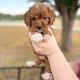 Rusty - Red male Cavapoo puppy in Mc Kinney, Texas from Safari Doodles