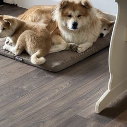 Oji - Japanese Akitainu
