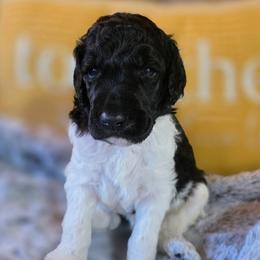 Baxter - Parti male Poodle puppy in Blue Ridge, Georgia from Beltane Standard Poodles