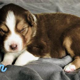 Sven - Red tri-color male Australian Shepherd puppy in Jeddo, Michigan from Blue Water Aussies